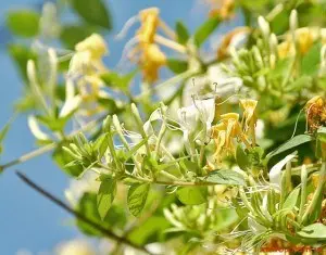 Mâna Maicii Domnului – O Plantă Cu Miros Divin Şi Proprietăţi Miraculoase Mâna Maicii Domnului – O Plantă Cu Miros Divin Şi Proprietăţi Miraculoase