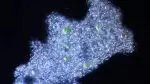 bioplasma