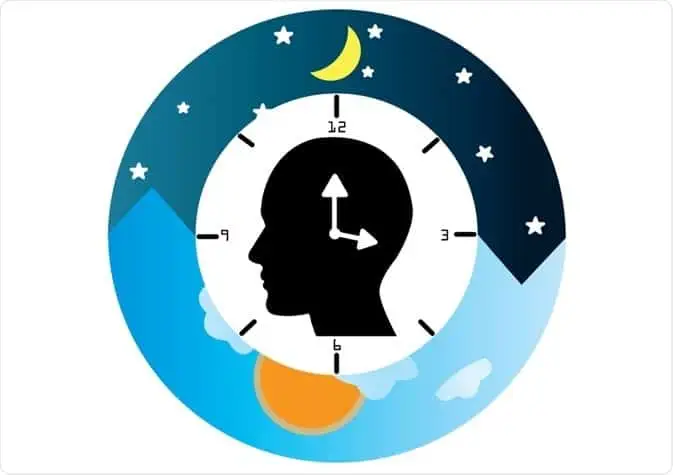 Ciclul Circadian – Orele De Aur Ale Organelor Ciclul Cicardian 2